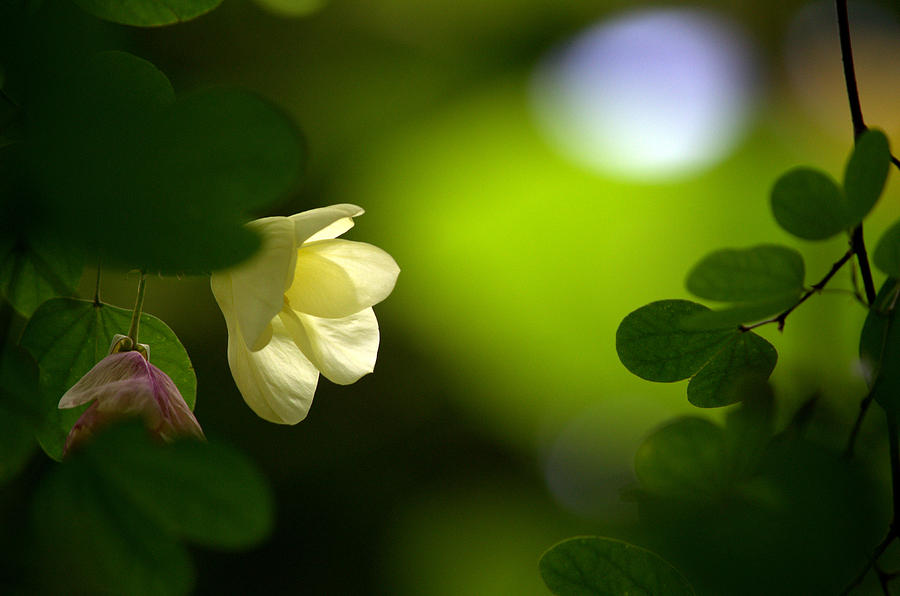 Moonlit Flower  #1 Photograph by Unmesh Sreedhar