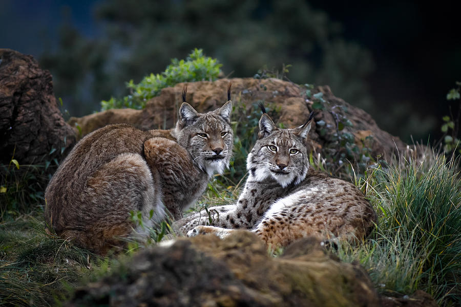 Nature Photograph - Moonschein Lovers by Gianfranco Barbieri Nature Photograph - Moonschein Lovers by Gianfranco Barbieri