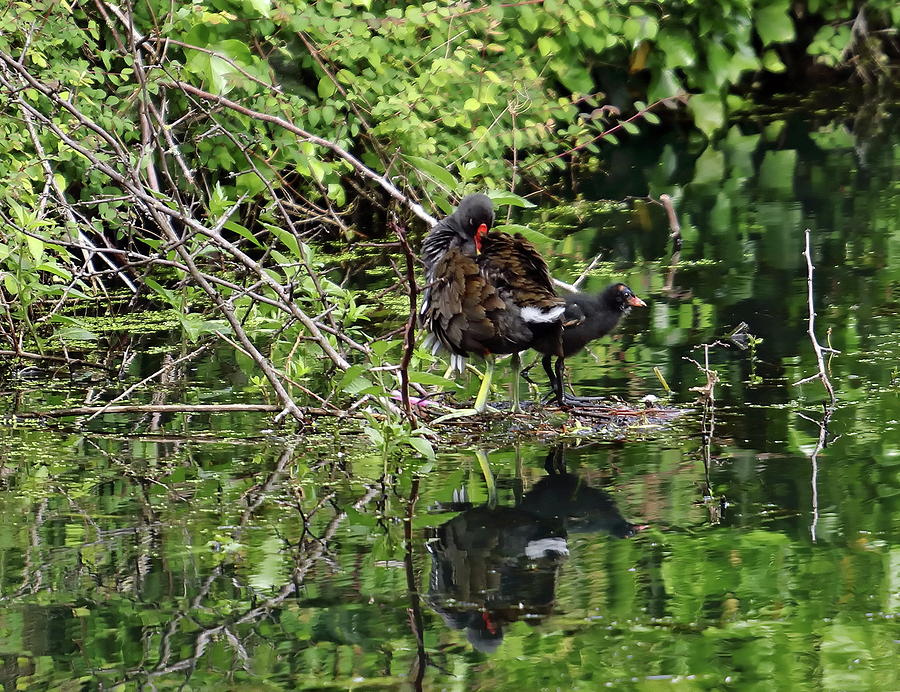 Moorhen and Chick #2 Photograph by Jeff Townsend