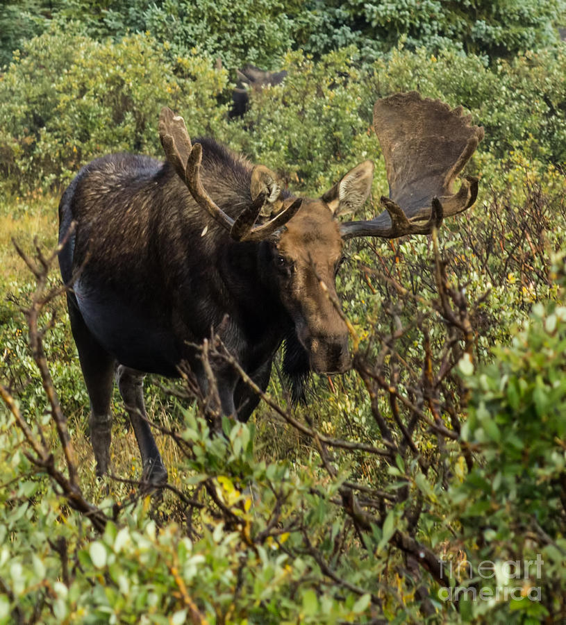 Moose Adventure #1 Photograph by Steven Parker