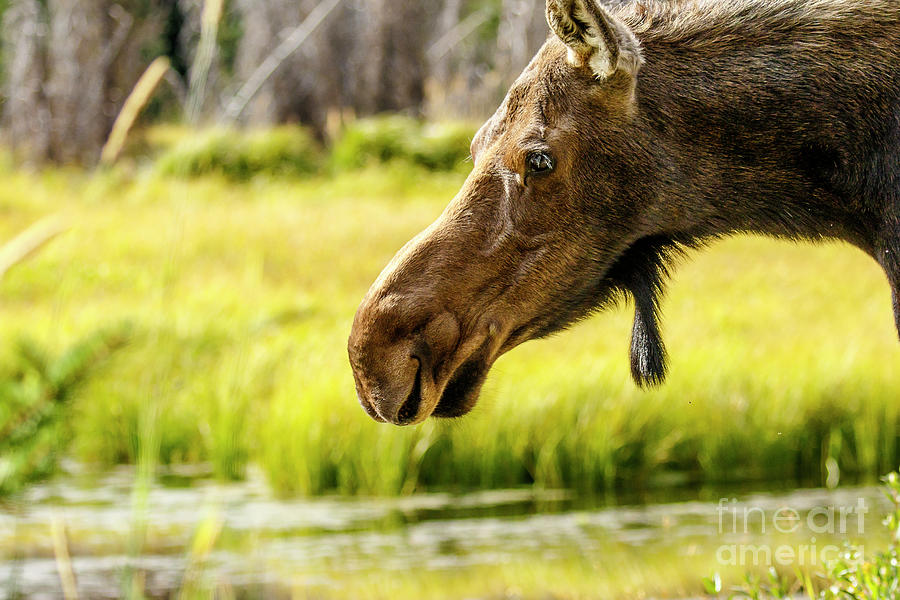 Moose at Jackson Hole #1 Photograph by Ben Graham