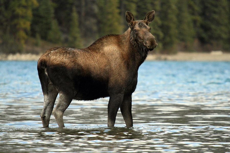 Moose at Maligne lake Jasper #1 Photograph by Pierre Leclerc Photography