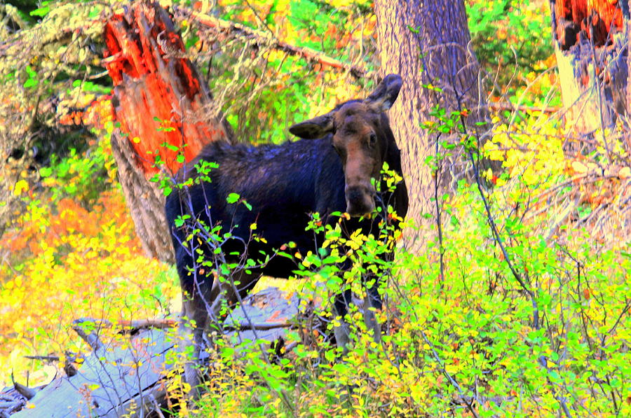 Moose at Moosehead Lake #1 Digital Art by Aron Chervin