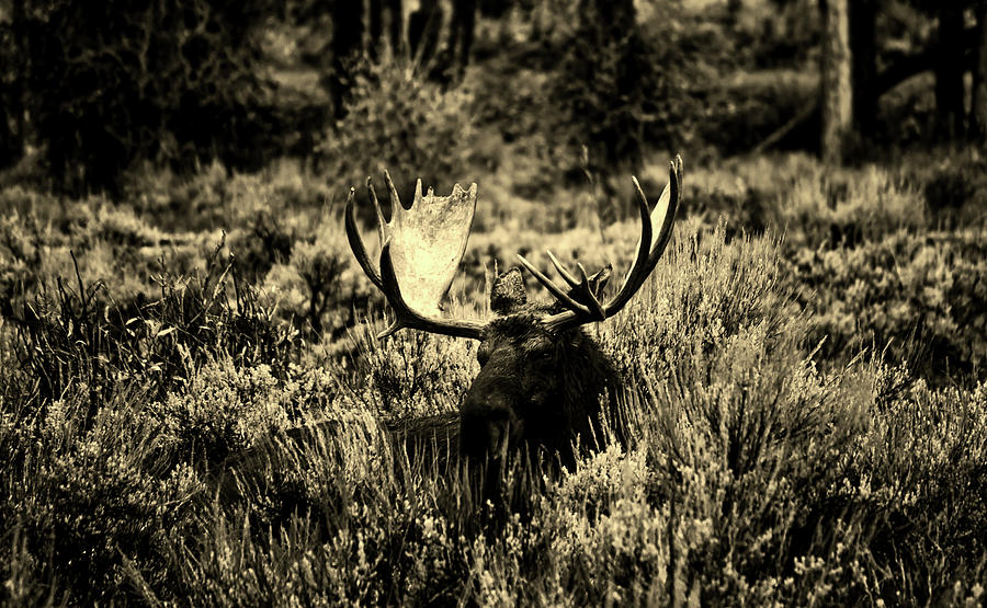Moose Hidden By Plants #1 Photograph by Mountain Dreams