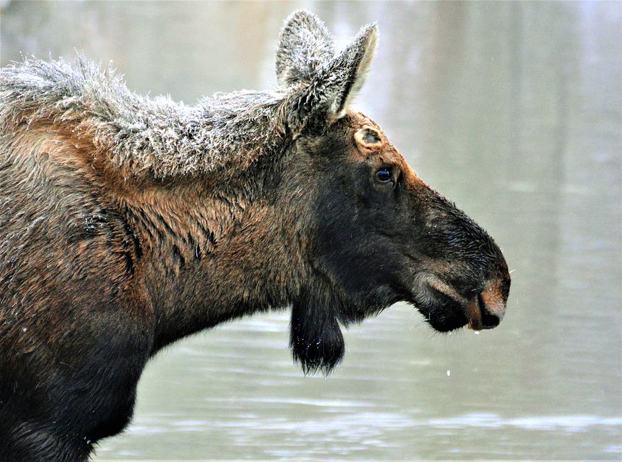 Moose in RMNP Photograph by Tim Nicholson