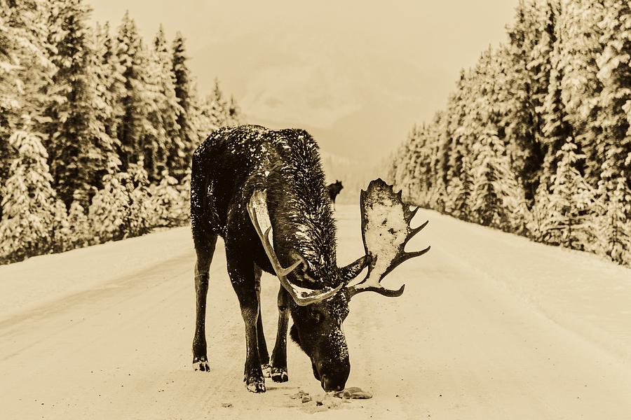 Moose In The Road #1 Photograph by Mountain Dreams