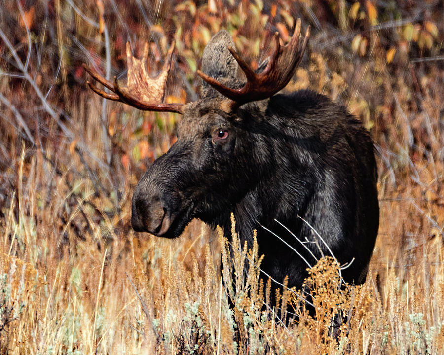 Moose Photograph - Moose by Norman Hall Moose Photograph - Moose by Norman Hall