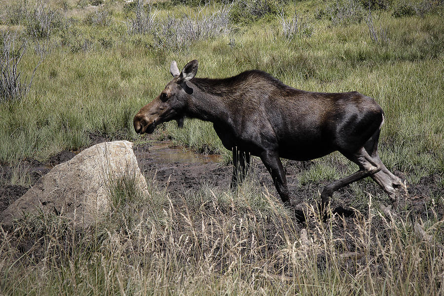 Moose Photograph - Moose on the Loose #1 by David Kehrli