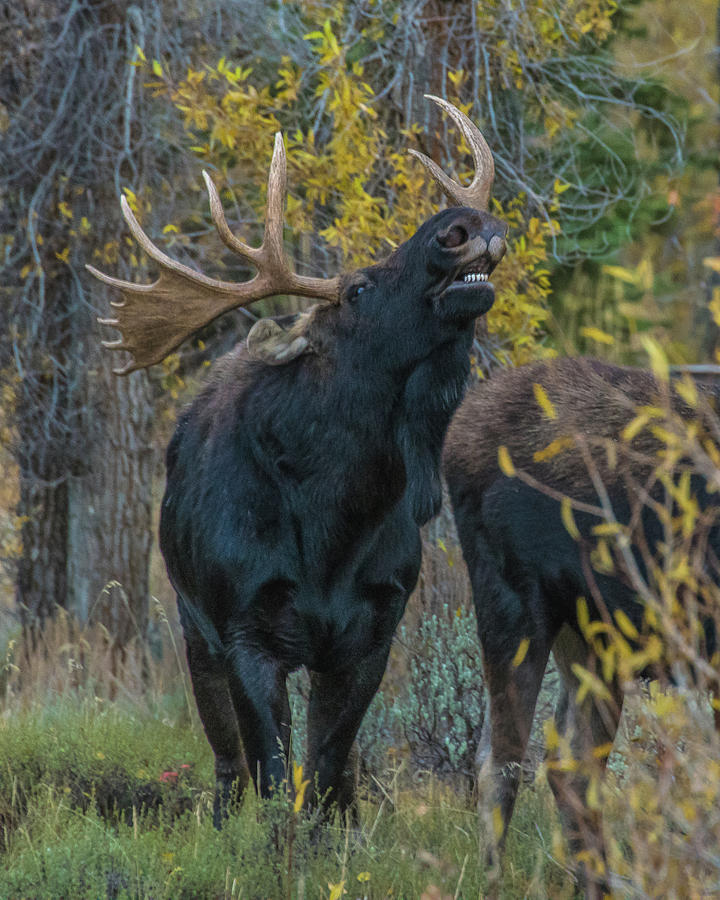 Moose Rut Response #1 Photograph by Yeates Photography