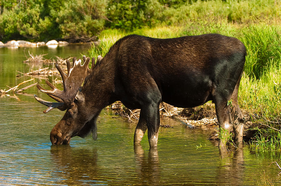 Moose #1 Photograph by Sebastian Musial