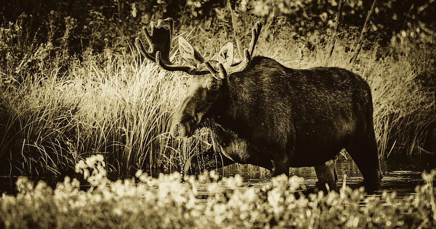 Moose #1 Photograph by Mountain Dreams