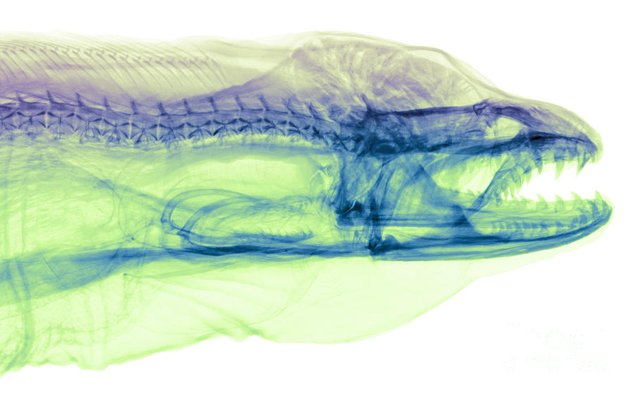 Moray Eel, Gymnothorax Funebris, X-ray #3 Photograph by Ted Kinsman