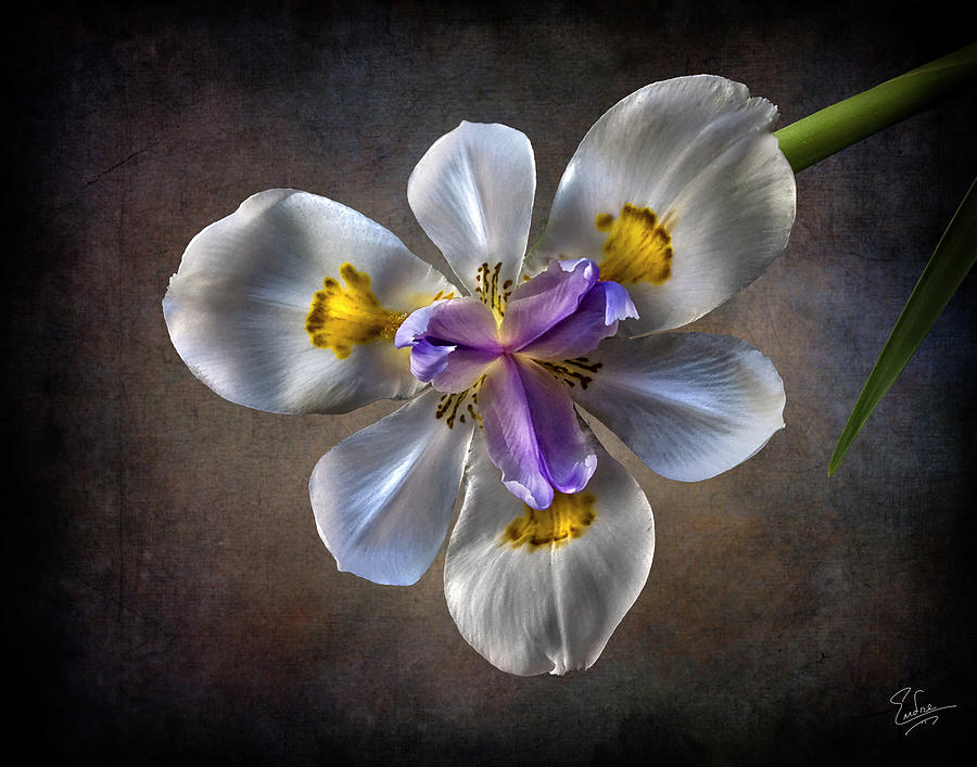 Morea Lily #1 Photograph by Endre Balogh