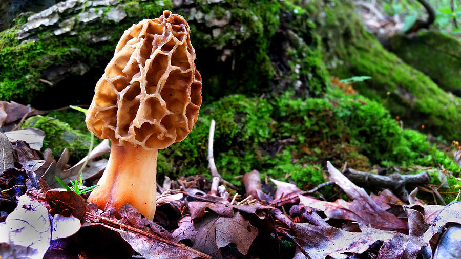Morel Mushroom #1 Photograph by Brook Burling