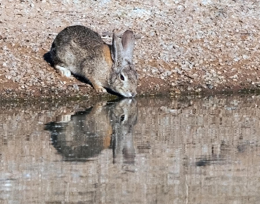 Cottontail Rabbit 0549-040315-1cr Photograph by Tam Ryan