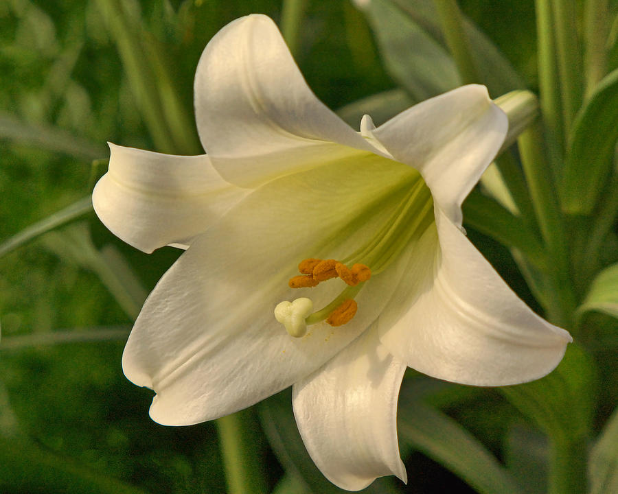 Morning Easter Lily  #1 Photograph by Theo OConnor
