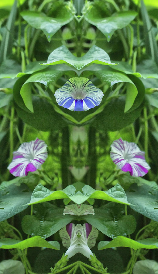Morning Glories Image Pareidolia #1 Photograph by Constantine Gregory
