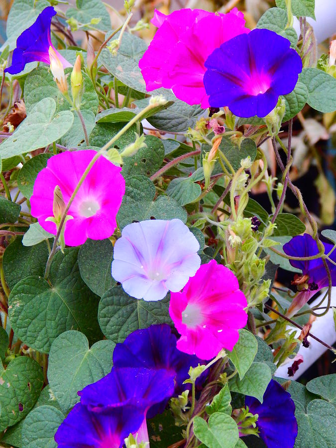Morning Glories #1 Photograph by Virginia White