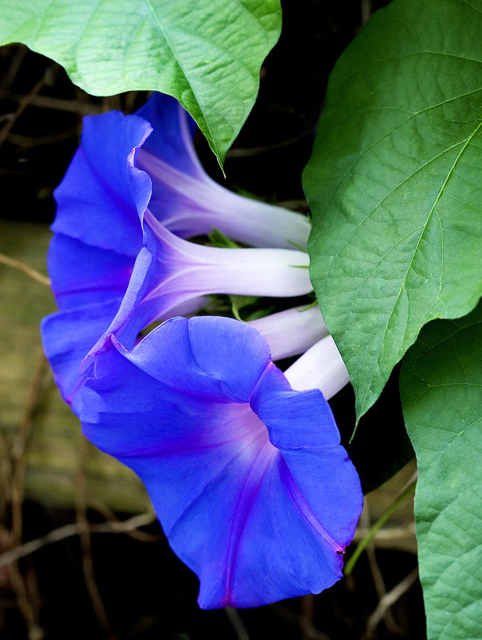Morning Glory #1 Photograph by Marilyn Hunt