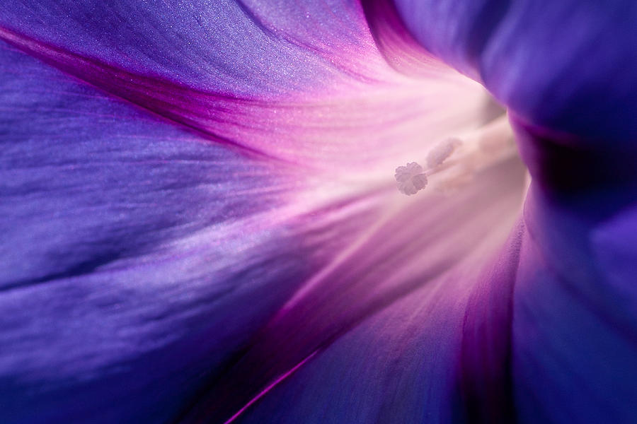 Flowers Still Life Photograph - Morning Glory #1 by Peter Olsen