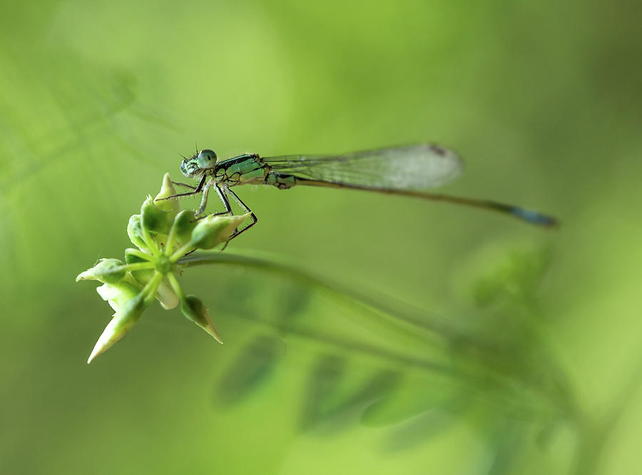 Morning impression with blue dragonfly #1 Photograph by Jaroslaw Blaminsky