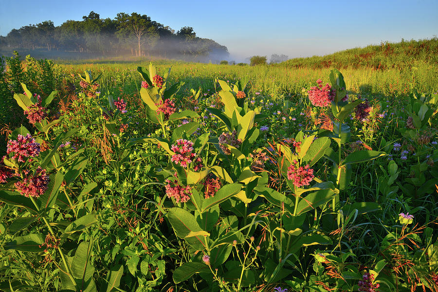 Morning Light on Milkweed in Lost Valley of Glacial Park #1 Photograph by Ray Mathis