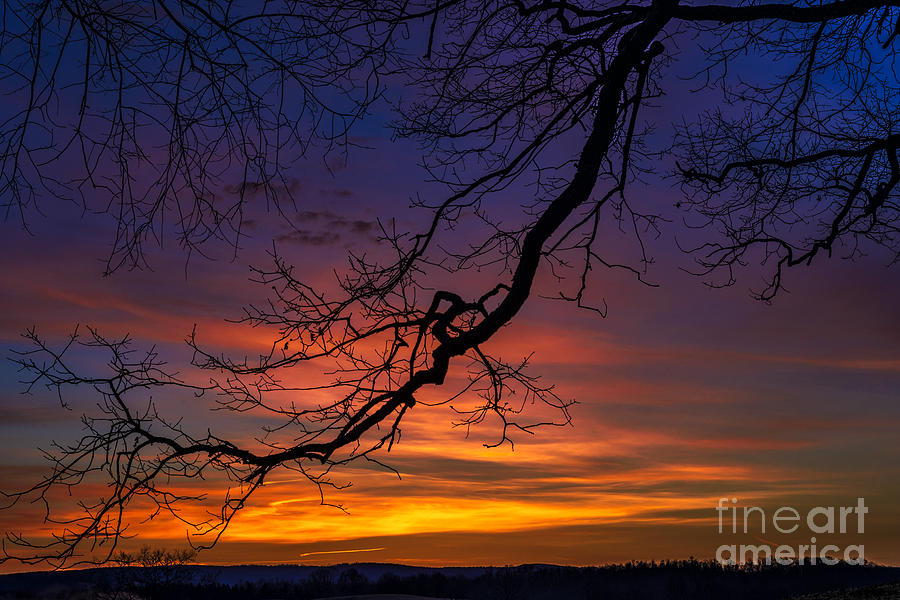 Morning Light under Oak Tree #1 Photograph by Thomas R Fletcher