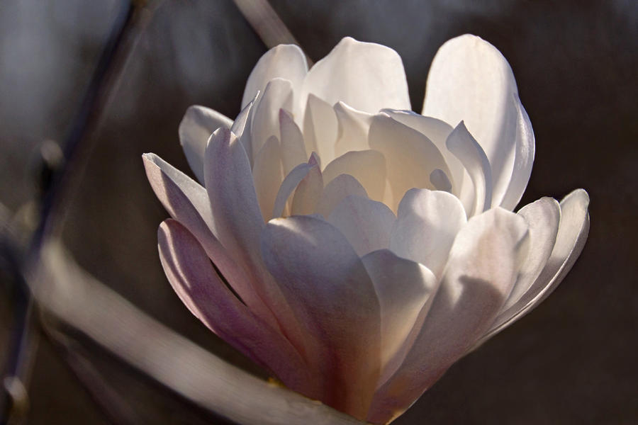 Morning Magnolia Blossom #1 Photograph by Theo OConnor