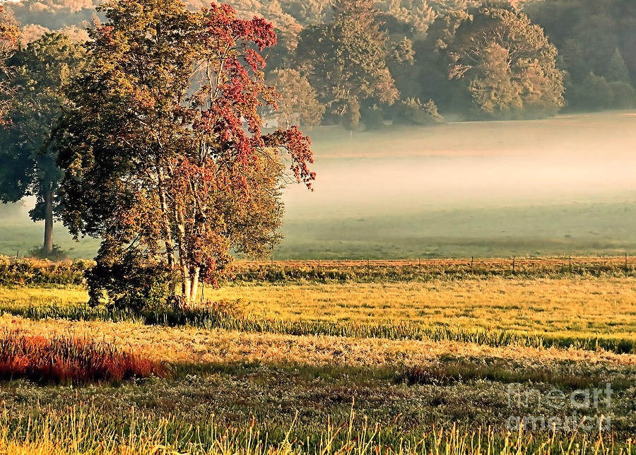 Morning Mist in Chiltonville Photograph by Janice Drew