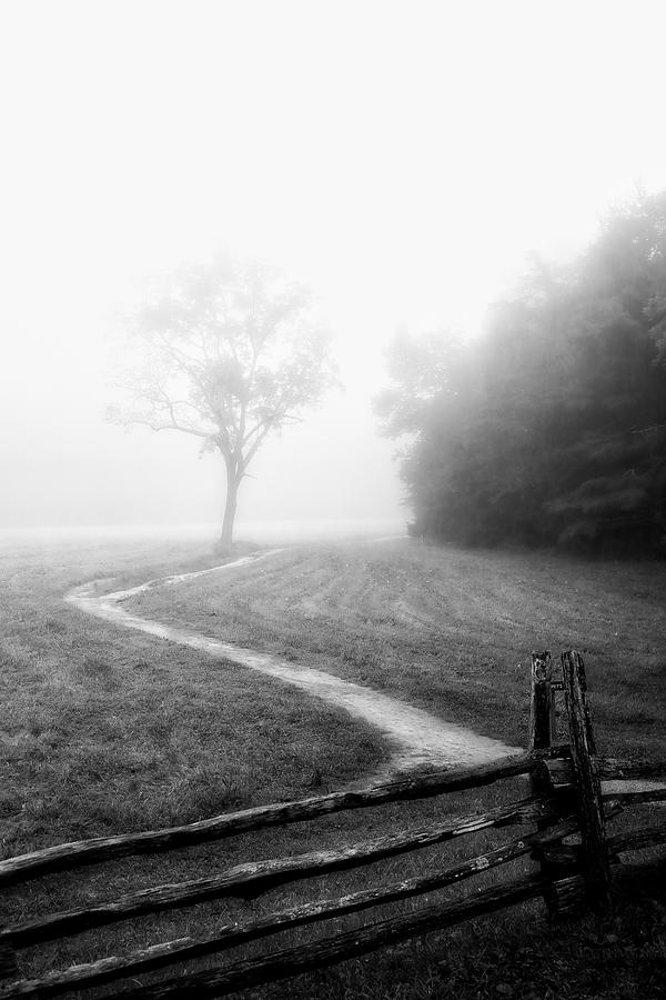 Morning Path #1 Photograph by Deborah Scannell