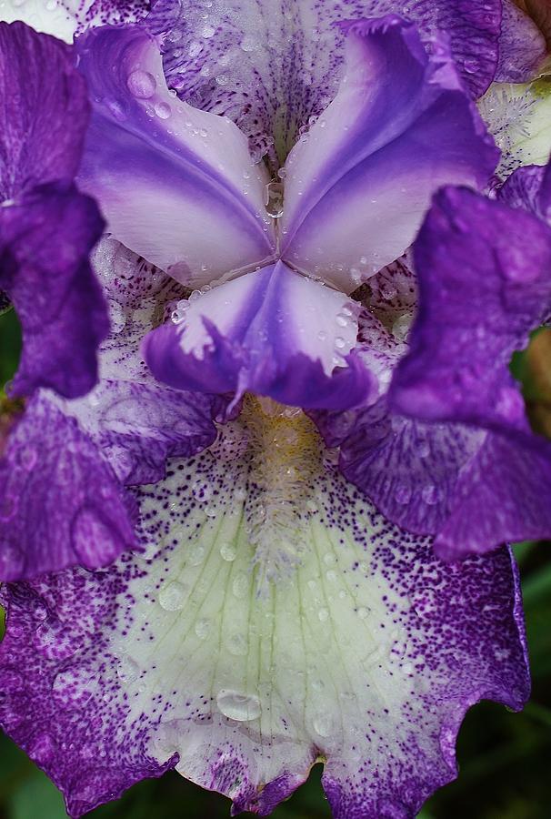 Iris Photograph - Morning Rain #1 by Bruce Bley