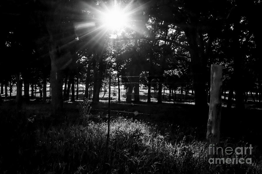 Morning Shadows #2 Photograph by Diana Mary Sharpton