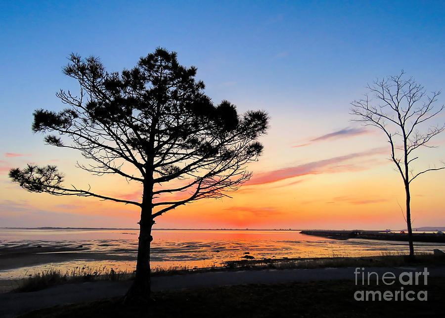 Tree Photograph - Morning Sun  #1 by Janice Drew