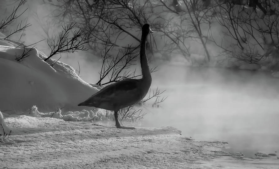 Morning Swan In Russia #1 Photograph by Mountain Dreams