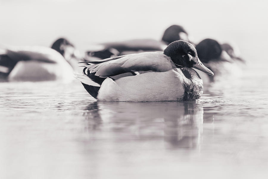 Duck Photograph - Morning Swim #2 by Annette Bush