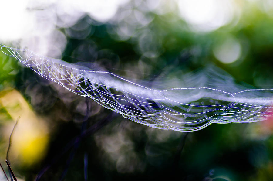 Morning Web by Don L Williams Morning Web by Don L Williams