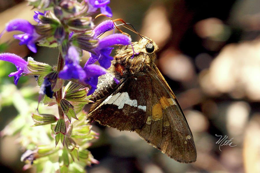 Moth snack Photograph by Meta Gatschenberger