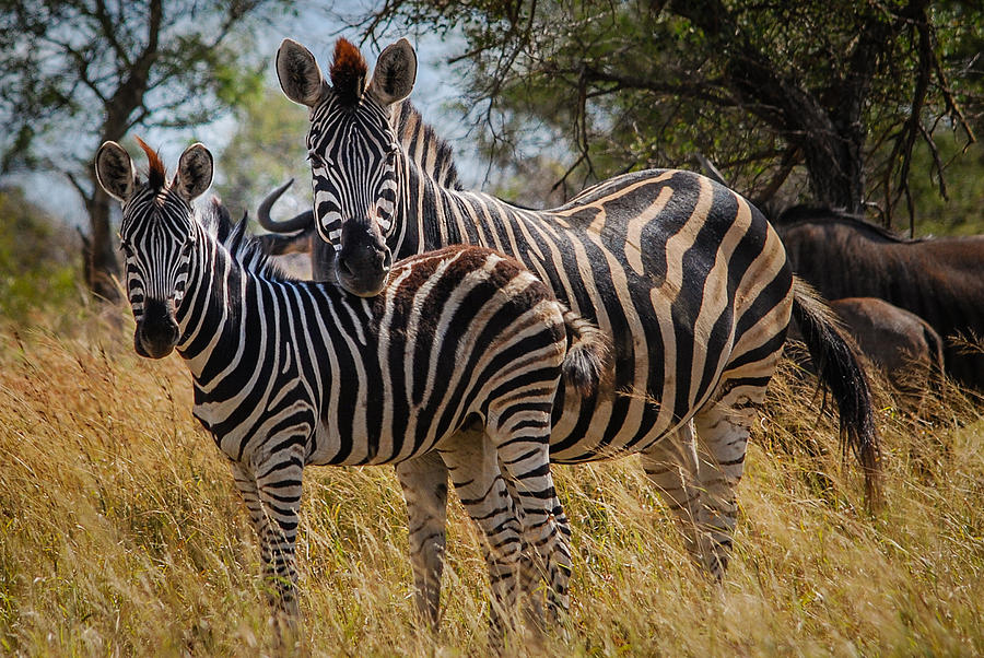 Mother and child Photograph by Schalk Lombard - Fine Art America