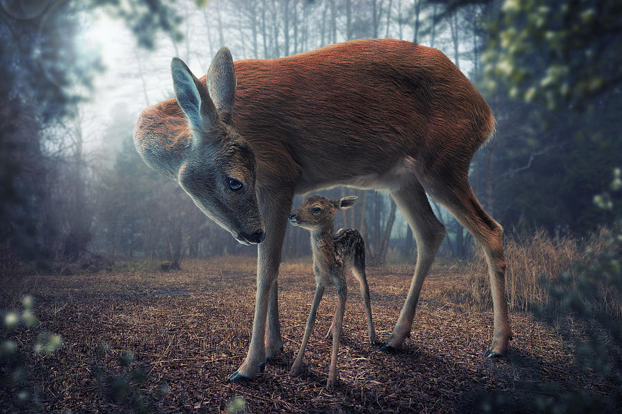 Surreal Photograph - Mother And Fawn by John Wilhelm