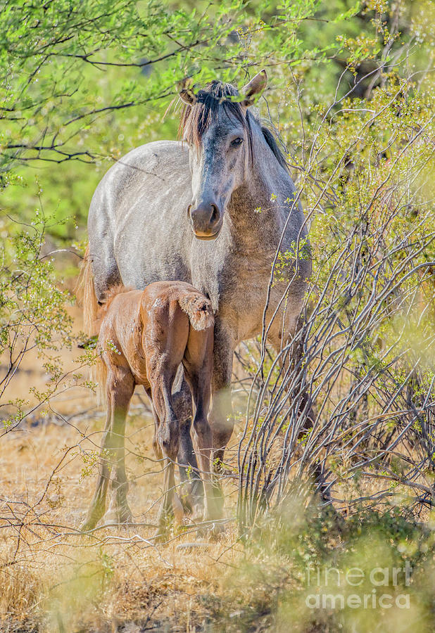 Mother and Foal #2 Photograph by Lisa Manifold