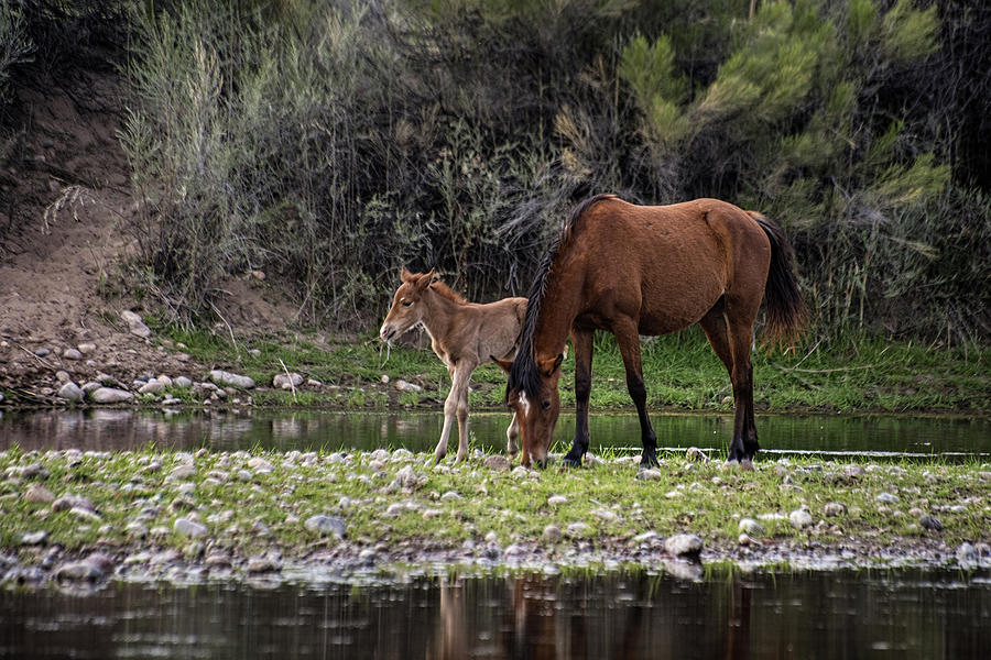 Mother and Foal Wild Salt River horses #1 Photograph by Dave Dilli
