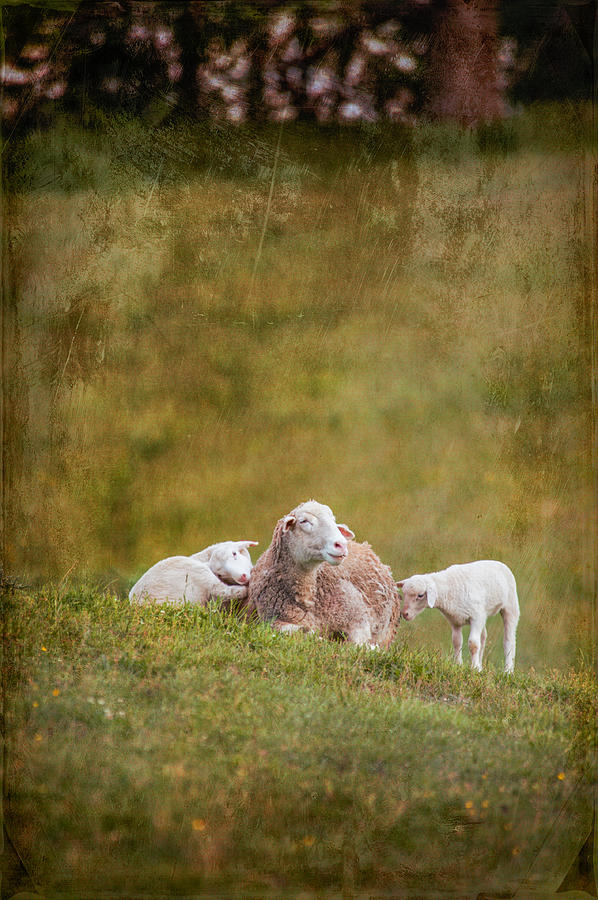 Mother and Two Lambs #1 Photograph by Joye Ardyn Durham