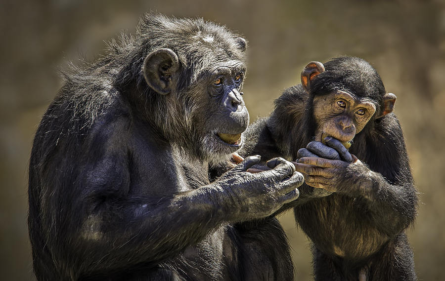 Mother Chimpanzee With Offspring Photograph By Levana Sietses 
