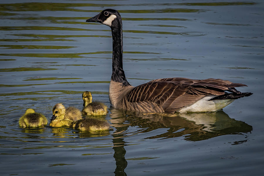 Mother Goose #1 Photograph by Ray Congrove