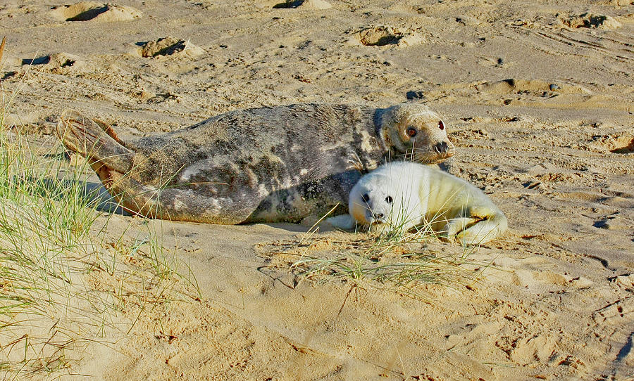 Mother seal and pup #1 Photograph by Ed James