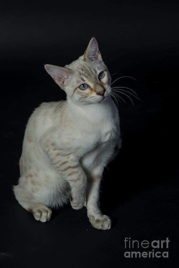 Moufassa - A Male Pure-bred Snow Bengal Photograph