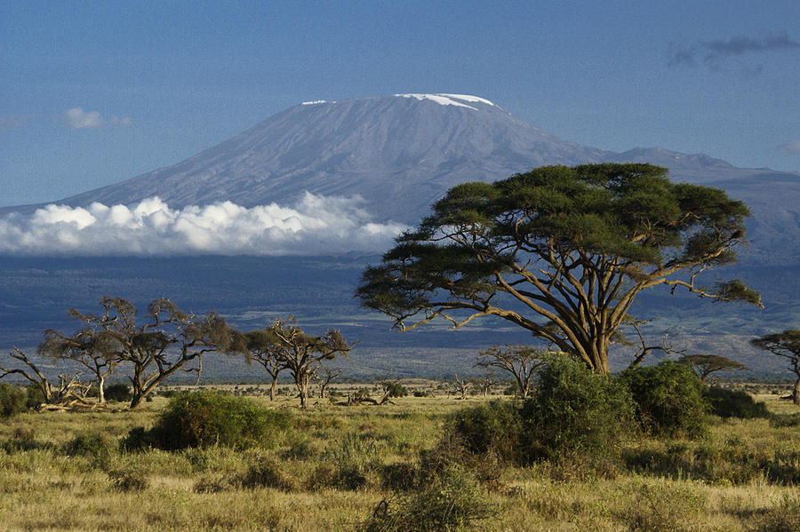 Africa Photograph - Mount Kilimanjaro by Michele Burgess