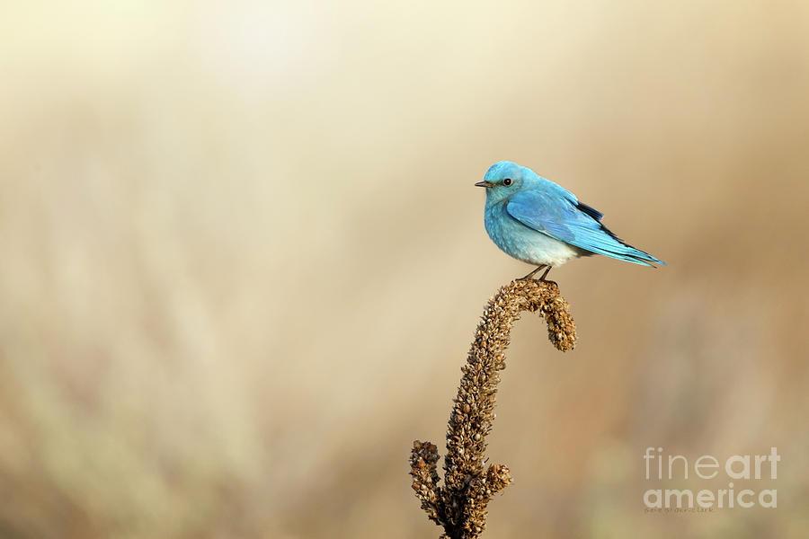 Mountain Bluebird #2 Photograph by Beve Brown-Clark Photography