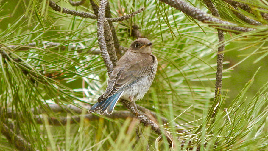 Mountain Bluebird Juvenile 2 Photograph by Dan Miller