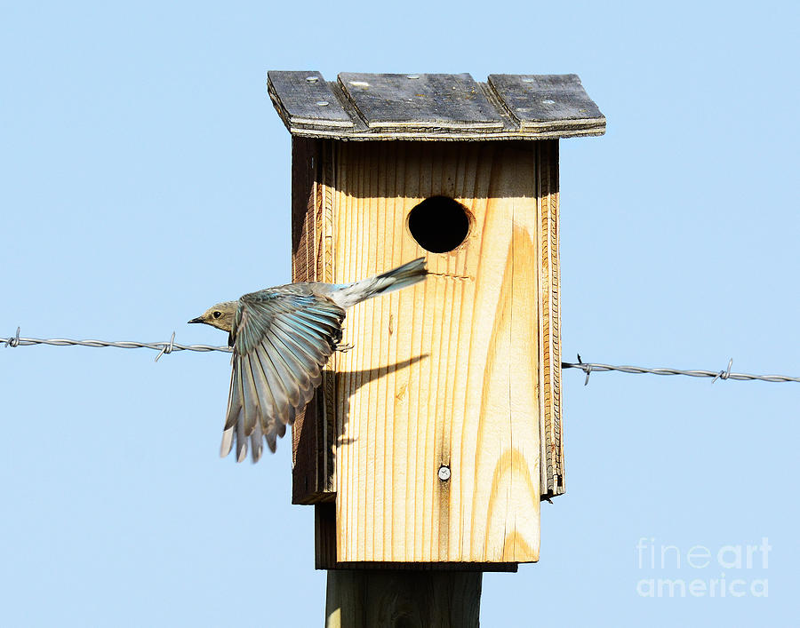 Bluebird Photograph - Mountain Bluebird #10 by Dennis Hammer